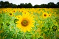 Yellow sunflowers at the original sunflower farm Victoria Australia