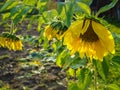 Yellow sunflowers ripen and lower their heads to the ground