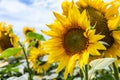 Yellow sunflowers in the sky Royalty Free Stock Photo