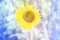 Yellow sunflowers and softlight Royalty Free Stock Photo