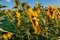 Yellow sunflowers on a sunny day against the blue sky, sunflower field Royalty Free Stock Photo