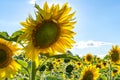 Yellow sunflowers on a sunny day against the blue sky, sunflower field Royalty Free Stock Photo