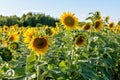 Yellow sunflowers on a sunny day against the blue sky, sunflower field Royalty Free Stock Photo