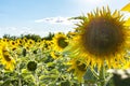 Yellow sunflowers on a sunny day against the blue sky, sunflower field Royalty Free Stock Photo