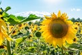 Yellow sunflowers on a sunny day against the blue sky, sunflower field Royalty Free Stock Photo