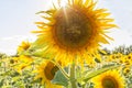 Yellow sunflowers on a sunny day against the blue sky, sunflower field Royalty Free Stock Photo