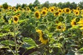 Yellow sunflowers on a sunny day against the blue sky, sunflower field Royalty Free Stock Photo