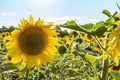 yellow sunflowers on a sunny day against the blue sky Royalty Free Stock Photo