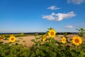 Yellow sunflowers under blue sky, golden wheat field in Ukraine. Royalty Free Stock Photo