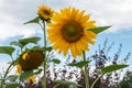 Yellow sunflowers under the blue sky with white clouds Royalty Free Stock Photo