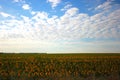 Yellow sunflowers under blue sky with white clouds. Royalty Free Stock Photo