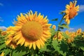 Yellow sunflowers under blue sky Royalty Free Stock Photo