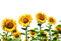 Yellow sunflowers on white