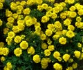 Yellow sunny funny marigold flowers