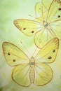Yellow Sunny Moths