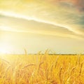 Yellow sunset over golden agriculture field