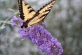 Yellow Swallow tail on a butterfly bush