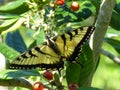 Yellow Swallow Tail Butterfly