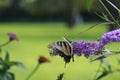 Yellow Swallow tail butterfly nectaring a lavendar flower