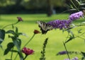 Yellow Swallow tail butterfly nectaring a lavendar flower