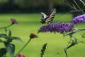 Yellow Swallow tail butterfly nectaring a lavendar flower