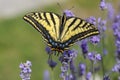 Yellow swallow tail on lavendar.