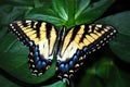 Yellow Swallowtail Butterfly Royalty Free Stock Photo