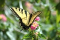 Yellow Swallowtail Butterfly Royalty Free Stock Photo