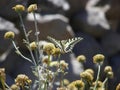 Yellow Swallowtail Butterfly Royalty Free Stock Photo