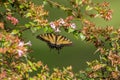 Yellow swallowtail butterfly on flowery branch Royalty Free Stock Photo