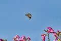 Yellow swallowtail buttergfly flying up over bright purple flowers against a bright blue sky. Royalty Free Stock Photo