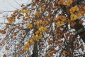 Apple under snow Royalty Free Stock Photo