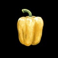 yellow sweet bell pepper watercolor illustration on black back Royalty Free Stock Photo