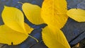 Yellow sweet cherry leaves randomly lie on a blue wooden background Royalty Free Stock Photo