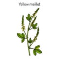 Yellow sweet clover, medicinal plant