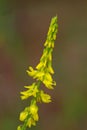 Yellow Sweet Clover after the rain