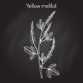 Yellow sweet clover or ribbed melilot Melilotus officinalis , medicinal plant