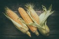 Yellow sweet corn cobs on wooden board. Royalty Free Stock Photo