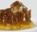 Yellow sweet honey in honeycombs bee Royalty Free Stock Photo