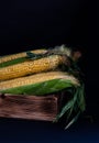 Yellow sweet raw corn in a wooden box on a black background Royalty Free Stock Photo