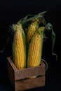 Yellow sweet raw corn in a wooden box on a black background close-up Royalty Free Stock Photo