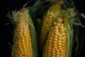 Yellow sweet raw corn in a wooden box on a black background close-up Royalty Free Stock Photo