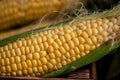 Yellow sweet raw corn in a wooden box on a black background Royalty Free Stock Photo