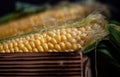 Yellow sweet raw corn in a wooden box on a black background Royalty Free Stock Photo