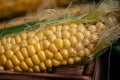 Yellow sweet raw corn in a wooden box on a black background Royalty Free Stock Photo