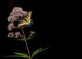 Yellow swordtail butterfly on a plant with small flowers with a black background Royalty Free Stock Photo