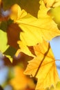 Yellow sycamore leaves on blue sky background Royalty Free Stock Photo