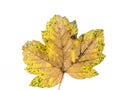 yellow Sycamore maple leaf in autumn. Acer pseudoplatanus leaf isolated on white Royalty Free Stock Photo