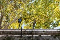 Yellow sycamore trees over walls of Tiber River Royalty Free Stock Photo