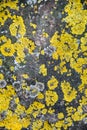 yellow symbiotic lichens on the tree